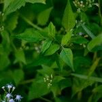 Chromolaena odorata List