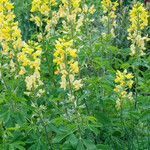 Thermopsis lanceolata Blüte