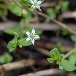 Stellaria alsine Blüte