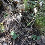 Heuchera rubescens List