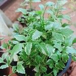 Oenanthe javanica 葉