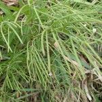 Epilobium coloratum Fruit