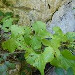 Dioscorea communis Blad