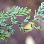 Hymenophyllum inaequale Leaf