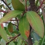Acokanthera oblongifolia Φύλλο