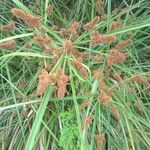 Cyperus ligularis Hoja