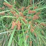 Cyperus ligularis Liść