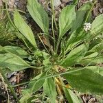 Plantago lagopus Leaf