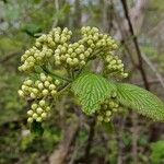 Viburnum lantana 花