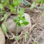 Stellaria mediaFlor