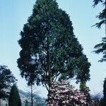 Rhododendron oreodoxa Habit