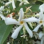Trachelospermum jasminoides Floare