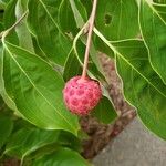 Cornus kousa Fruto