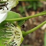 Pyrus calleryana Blomst