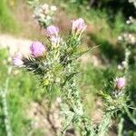 Carduus tenuiflorusFlower