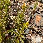 Hypericum orientale Leaf