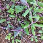 Crassothonna capensis Leaf