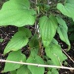 Dioscorea villosa Leaf