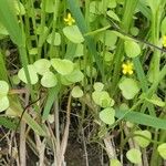 Ranunculus ophioglossifolius 葉