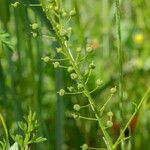 Neslia paniculata 果実
