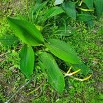 Orontium aquaticum Leaf