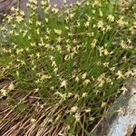 Trichophorum cespitosum Flower