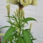 Celosia argentea Kwiat