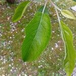 Malus spectabilis Blad