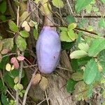 Akebia quinata Плод