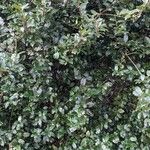 Ilex meserveae Natur