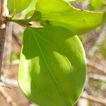Strychnos spinosa Blatt