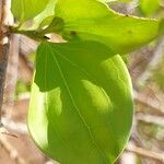 Strychnos spinosa Leaf