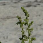 Salsola kali Leaf