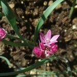 Allium drummondii Квітка