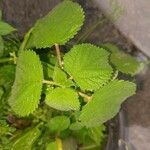 Acalypha californica Blatt