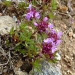 Thymus embergeri Hábito