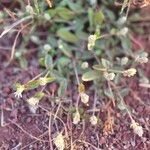 Gomphrena celosioides অভ্যাস