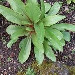 Primula clevelandii Leaf
