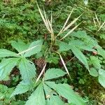 Cardamine pentaphyllos Plod
