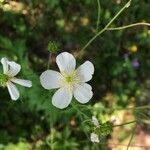 Ranunculus platanifolius Fleur
