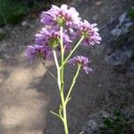 Iberis linifolia Fula