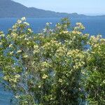 Caldcluvia paniculata Alkat (teljes növény)