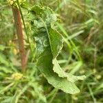 Rumex crispus Leaf