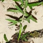 Senecio pterophorus برگ