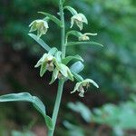 Epipactis exilis Flower
