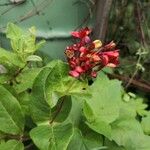 Rondeletia odorata Flower