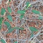 Billardiera longiflora Blatt