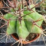 Ferocactus emoryi Fulla