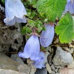 Campanula armena