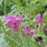 Vicia sativa Floare